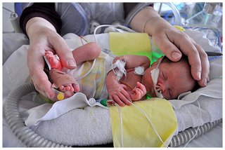A parent places their hands on their premature baby's head and feet as they lie in an incubator in hospital
