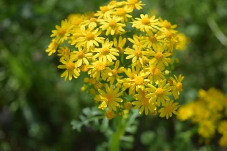 image of a ragwort plant with yellow leaves