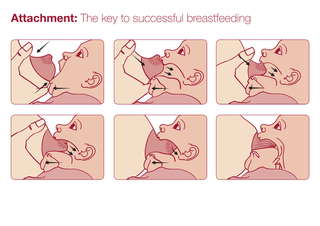 guide for how to get baby to attach to the breast for feeding