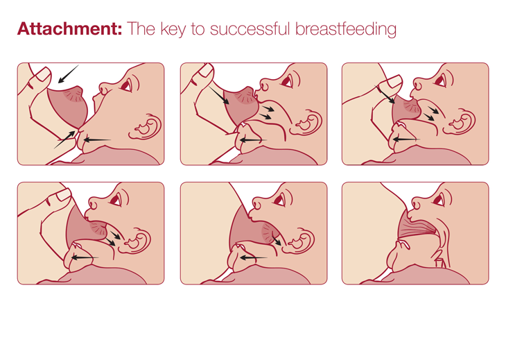 Attachment is key to successful breastfeeding