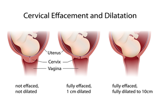 different positions of baby within womb