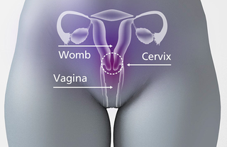 Illustration of a womb, cervix and vagina overlaid on a body with lines pointing to them from text with the name of each part