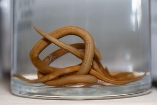 A large, light brown roundworm on a person's gloved hand
