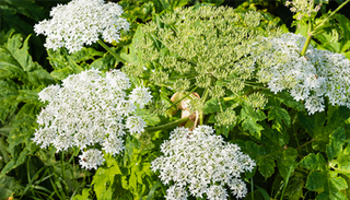 A giant hogweed plant with white petals in a field