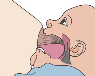 Cutaway illustration of a baby fully latched at the breast, with the nipple pressed between their tongue and the roof of their mouth