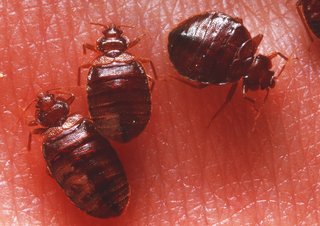 3 bedbugs