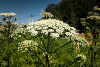 A giant hogweed plant with white petals in a field