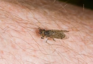 A small horsefly