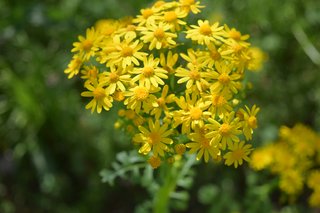 Ragwort flowers in bunches with yellow petals.