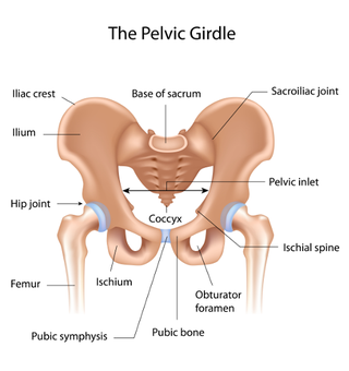 diagram of the pelvic girdle, showing the different parts