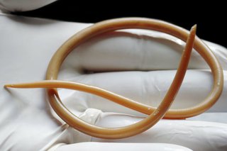 A large, light brown roundworm on a person's gloved hand