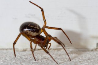 Close up of a false widow spider
